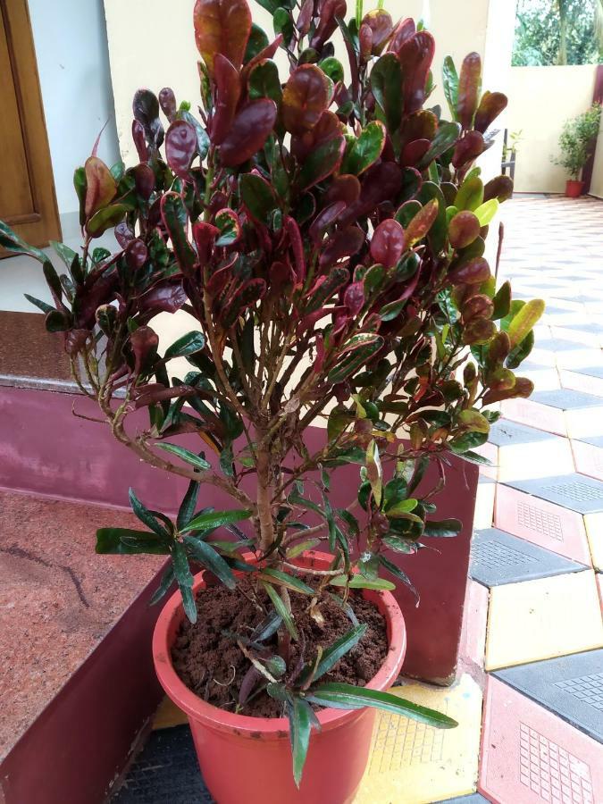 Di Casa Resort Calangute Eksteriør bilde
